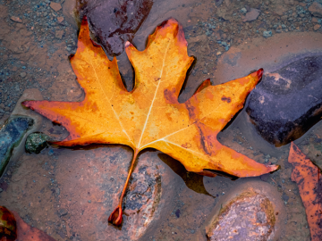 [#Automne] ? On vous l'avait déjà dit ? ? On est fans de l'automne, et rien à voir avec ses couleurs et les nôtres ! ? https://t.co/4FBpvqSxYl