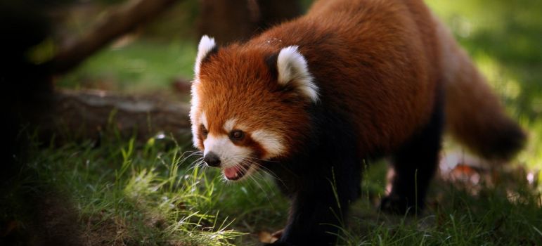 Firefox